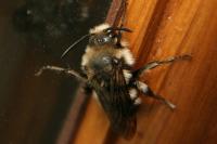 Melecta albifrons
