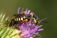 Nomada flavopicta
