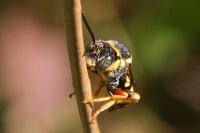 Nomada flavopicta