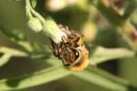 Colletes hederae