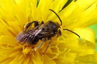 Macropis europaea