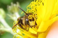 Macropis europaea