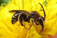 Macropis europaea