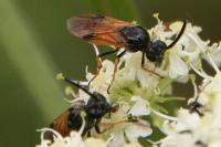 Arge melanochra