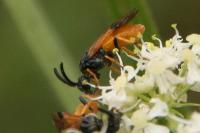 Arge melanochra