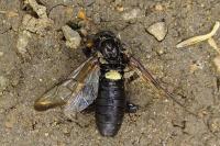 Cimbex femoratus
