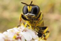 Ectemnius continuus