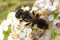 Ectemnius continuus