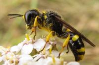 Ectemnius continuus