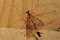 Stauropoctonus bombycivorus