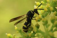 Leucospis dorsigera