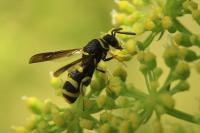 Leucospis dorsigera