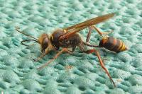 Sceliphron curvatum
