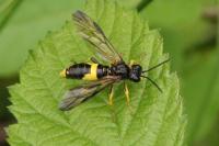 Tenthredo temula