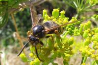 Dolichovespula media
