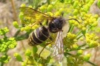 Dolichovespula media