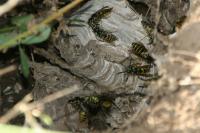 Vespula vulgaris