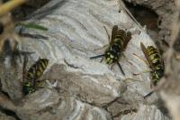 Vespula vulgaris