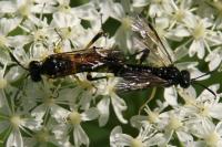 Macrophya montana