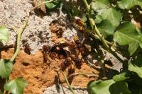 Vespa crabro
