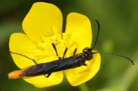 Calameuta pygmaea