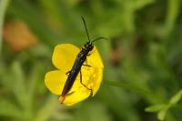 Calameuta pygmaea