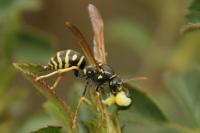 Polistes nimpha