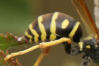 Polistes nimpha