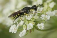 Lestica clypeata