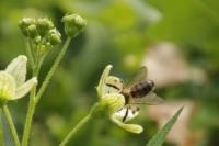 Andrena florea