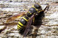 Ancistrocerus nigricornis
