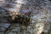Ancistrocerus nigricornis