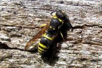 Ancistrocerus nigricornis