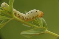 Tenthredo zona