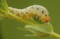 Tenthredo zona