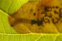 Profenusa pygmaea