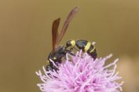 Discoelius dufourii
