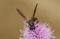 Discoelius dufourii