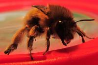 Anthophora plumipes