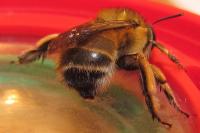 Anthophora plumipes