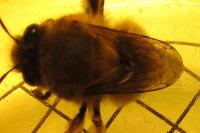 Anthophora plumipes