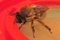 Anthophora plumipes