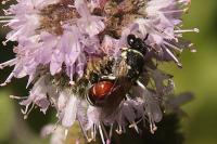 Hylaeus variegatus