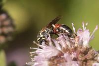 Hylaeus variegatus