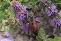 Sphex funerarius