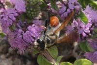 Sphex funerarius