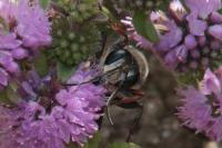 Sphex funerarius