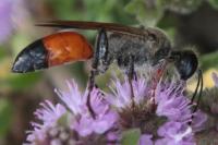 Sphex funerarius