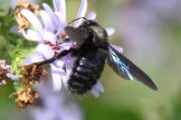 Xylocopa violacea