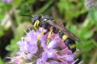 Cerceris rybyensis